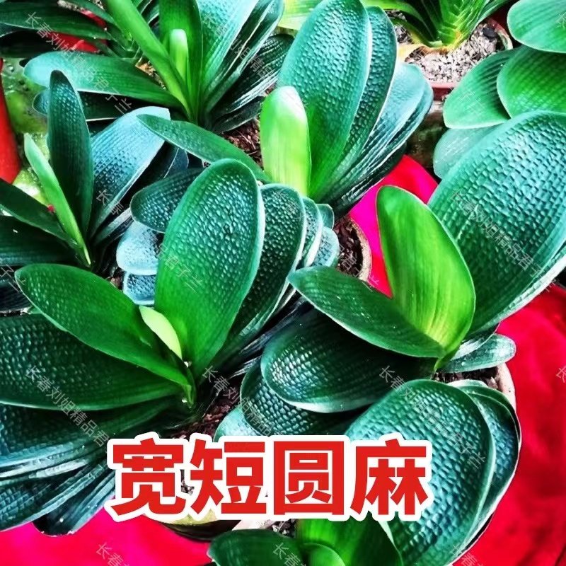 君子兰室内净化空气优惠