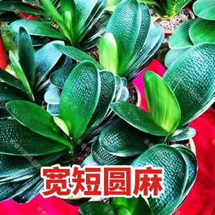 长春东北精品君子兰宽短圆麻立板圆头观赏绿植花卉麻脸办公室摆设