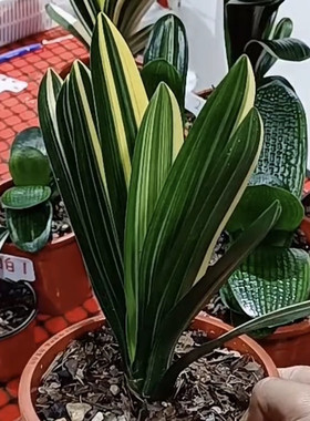 东北名贵长春高端国宝级彩兰立板精品小苗墨剑红花香花绿植花卉