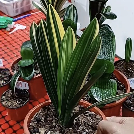 东北名贵长春高端国宝级彩兰立板精品小苗墨剑红花香花绿植花卉