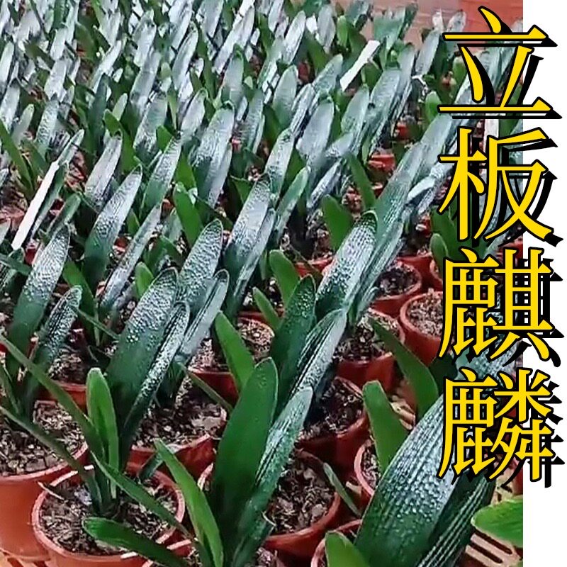 长春君子兰苗立板麒麟室内盆栽花卉植物四季好养活绿植
