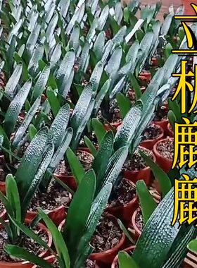 长春君子兰苗立板麒麟室内盆栽花卉植物四季好养活绿植