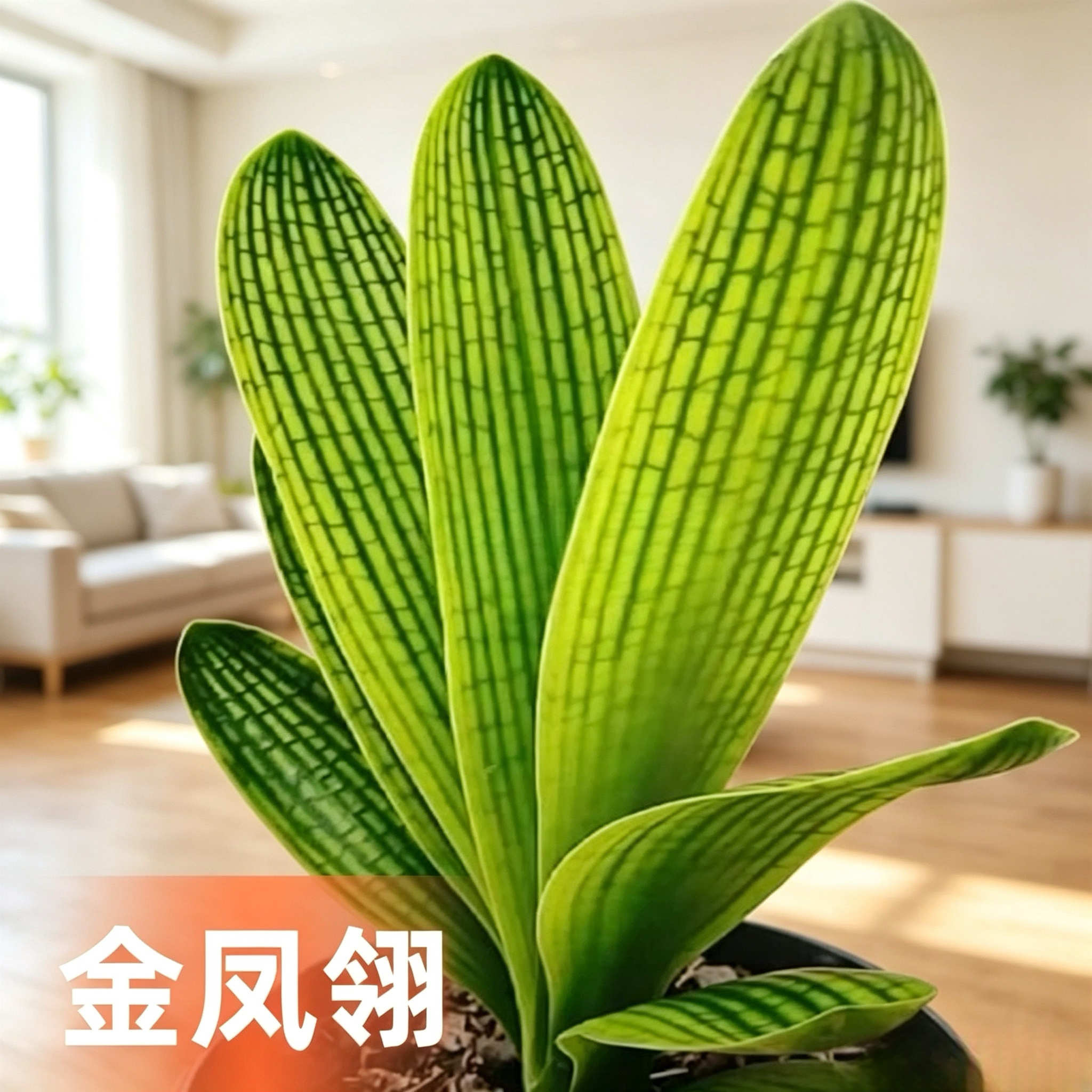 长春精品君子兰蜡膜花脸立板黑筋黄底粗筋小苗花王一花室内花卉