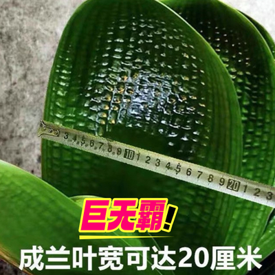 长春精品国宝级名贵圆头宽叶麻脸虎头和尚短叶巨无霸室内花卉绿植