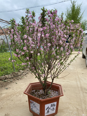 当年开花春天多年生树苗梅花庭院