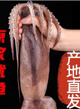 10斤鲜活冷冻整只烧烤水产大鱿鱼