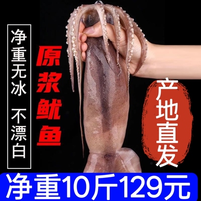 10斤鲜活冷冻整只烧烤水产大鱿鱼