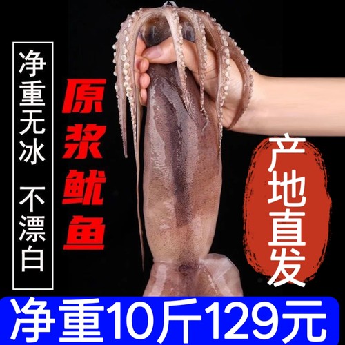 10斤鲜活冷冻整只烧烤水产大鱿鱼