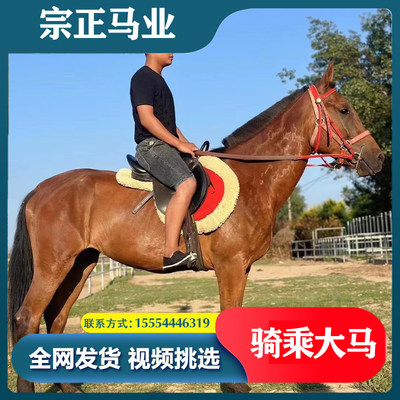 骑乘马活物真马大马活马纯种景区动物儿童宠物骑乘小马驹马匹矮马