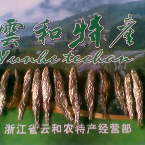 高山小溪流清水鱼好营养