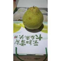 单个3斤云和雪梨 大大果梨皇礼盒包装礼品2023手机