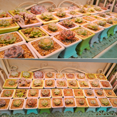 14。《炫彩小方盆》多肉花盆创意简约多肉植物陶瓷小花盆