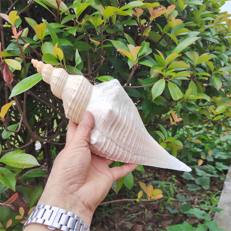 天然大海螺 道士螺长香螺 法号角螺老螺吹号专用供奉海螺壳吹音