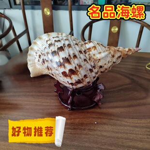 超大海螺凤尾海螺 收藏观赏标本居家桌面玄关摆件 包邮 四大名螺