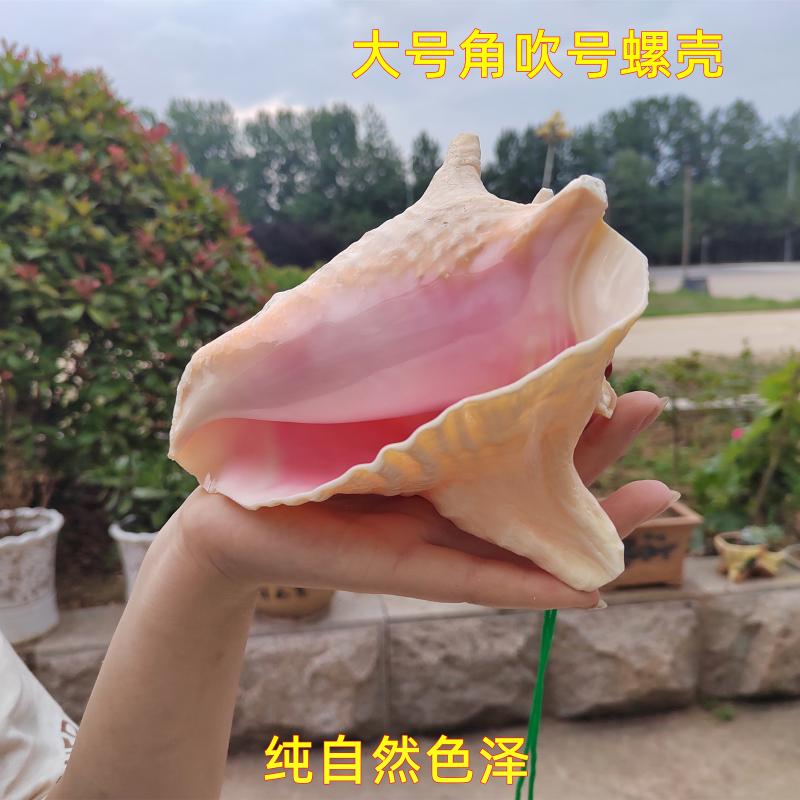 天然大海螺吹号海洋听音儿童玩具
