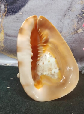 天然海螺贝壳 四大名螺雷达收藏观赏创意装饰造景招财珊瑚海螺