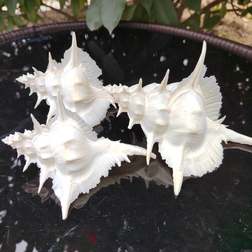 天然海螺白芭蕉螺新品包邮