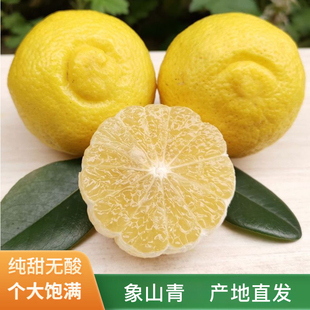 新鲜桔子水果整箱橘子 宁波象山青黄金贡柚礼盒柑橘日本春香橘当季