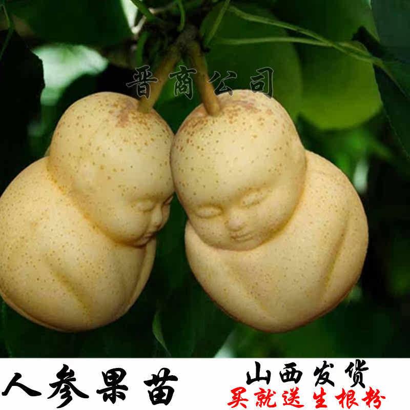 梨树苗玉露香梨树苗玉露香梨树占