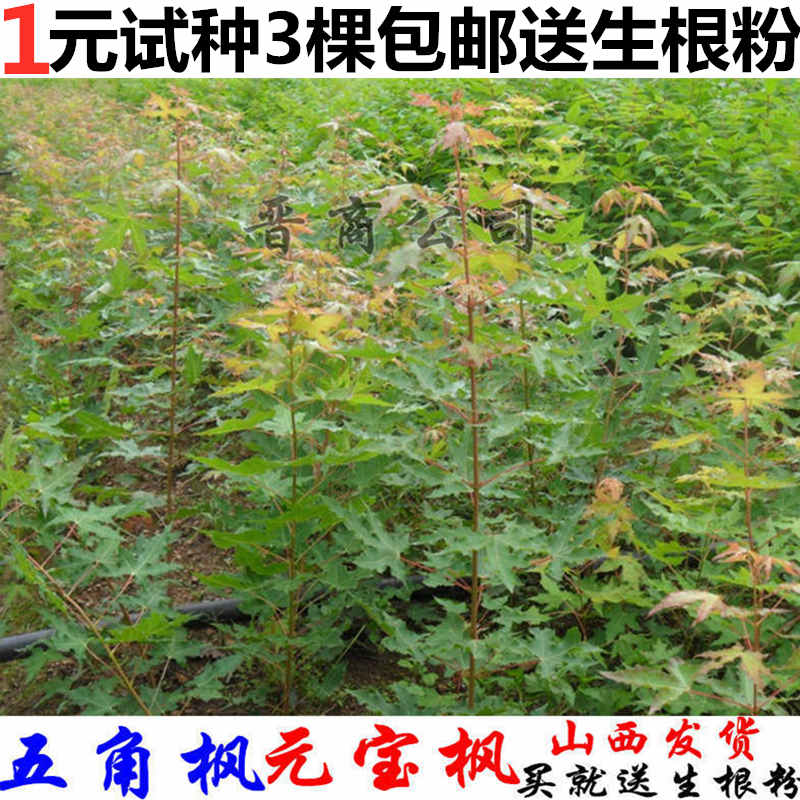 西红柿苗 番茄树苗 西红柿种苗桌面绿植