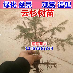 圣诞树云杉树苗山西云杉树云杉种植云杉山西云杉杯苗地苗各种规格