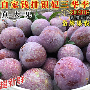 现摘李子新鲜红心李正宗钱排三华李银妃酸甜脆南华李大果顺丰5斤