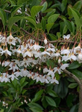 野茉莉Styrax japonicus Sieb. et Zucc