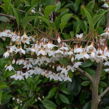 野茉莉Styrax japonicus Sieb. et Zucc