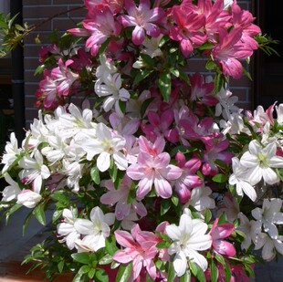 皋月杜鹃 明日香 一物一拍花园庭院绿植盆栽花卉杜鹃花苗