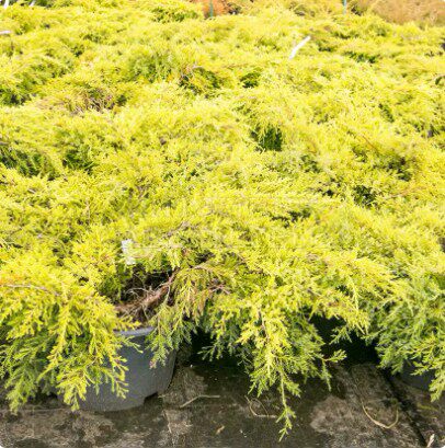 针叶树 鹿角刺柏 黄金莫迪根 Juniperus pf. 'Mordigan Gold'