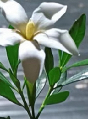 栀子花浙雀 国产小叶新品种多季花庭院常绿盆景盆栽植物栀子花苗