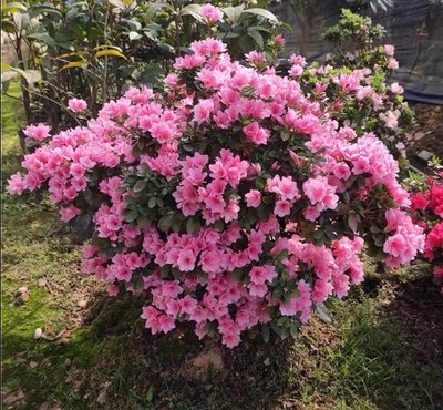 腊皮杜鹃粉妆楼  一物一拍花园庭院阳台绿植盆栽花卉杜鹃花苗