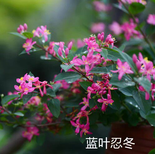蓝叶忍冬 观花观果耐寒多年生灌木庭院阳台绿植盆栽花卉花苗