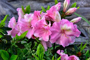 杜鹃:小莺 春鹃一物一拍花园庭院阳台绿植盆栽花卉杜鹃花苗