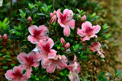 皋月杜鹃：梅宝 一物一拍花园庭院阳台绿植盆栽花卉杜鹃花苗