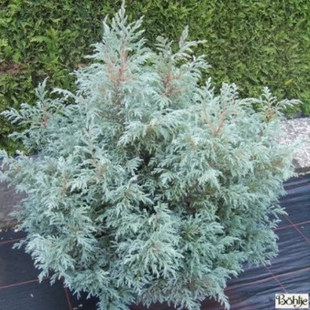 松针柏集合3 日本花柏蓝宝贝 北美香柏小蒂姆 玉山圆柏快乐梦想