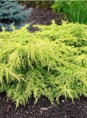 针叶树 鹿角刺柏 金星 Juniperus pfitzeriana 'Gold Star'