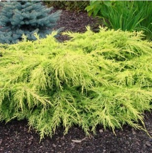 Juniperus 金星 pfitzeriana Gold 针叶树 Star 鹿角刺柏