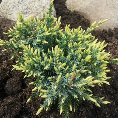 针叶树 玉山圆柏 霍尔格 Juniperus squamata 'Holger'