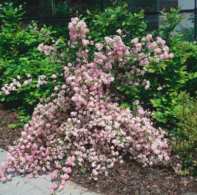 溲疏系列多品种目录斑丽 雪樱花 罗切斯特六月雪苹果花笑靥花苗