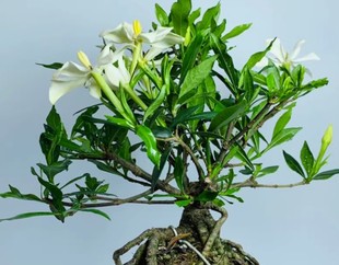 栀子花：喜黛玉 日本进口小叶挂果品种喜岱誉适合造型盆景材