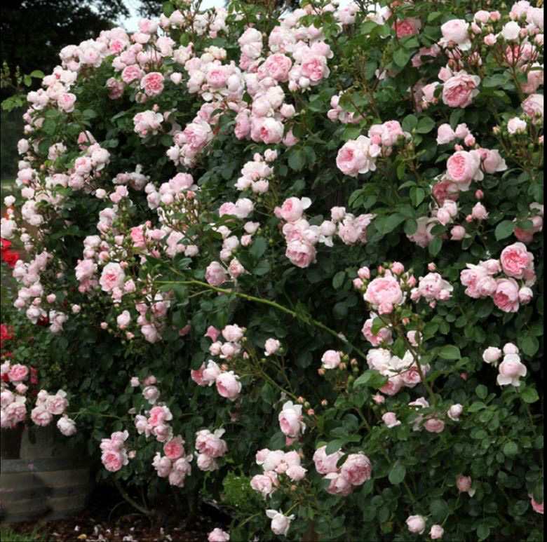 新品灰姑娘 爬藤多季开花强香欧月地栽大苗庭院花园月季玫瑰花苗
