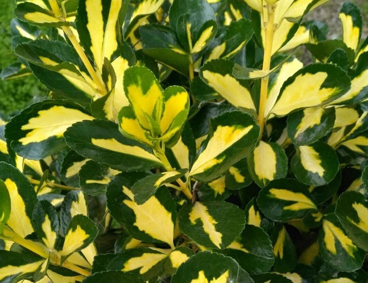 金心黄杨 撒金黄杨 观叶彩叶耐寒耐旱耐涝花园庭院盆栽绿植苗