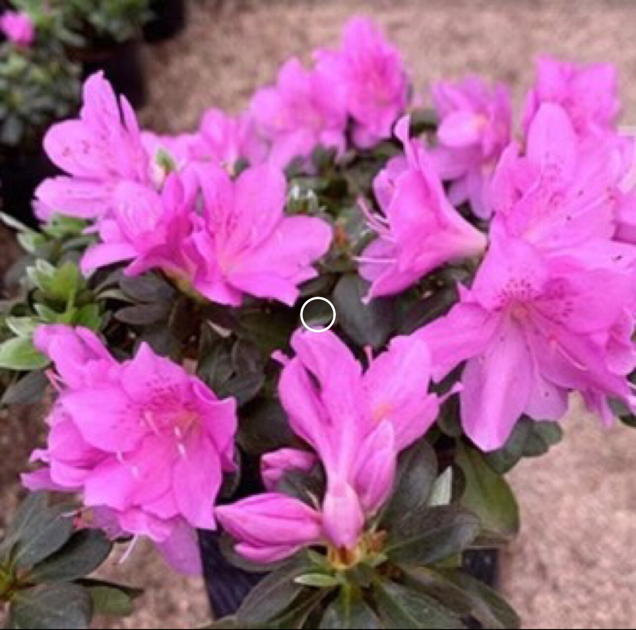 杜鹃大青莲  一物一拍花园庭院阳台绿植盆栽花卉杜鹃花苗
