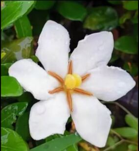 栀子花 一寸法师 浓香栀子花苗