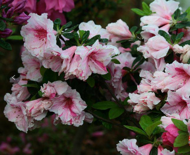 杜鹃：喷纱 春鹃一物一拍花园庭院阳台绿植盆栽花卉杜鹃花苗,鲜花速递/花卉仿真/绿植园艺,绣球/木绣球/木本植物,淘宝优惠券,粉丝福利购,淘宝优惠卷