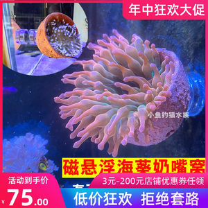 海葵批发