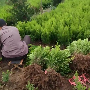 小叶黄杨球瓜子黄杨四季常青别墅地栽庭院花坛耐寒绿化植物篱笆墙