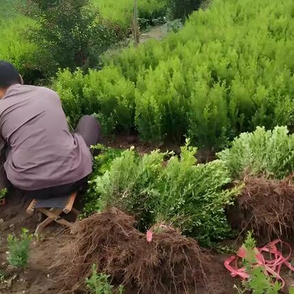 小叶黄杨球瓜子黄杨四季常青别墅地栽庭院花坛耐寒绿化植物篱笆墙