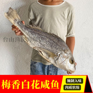 台山特产梅香白花三牙或广东梅香咸鱼腌制半干湿非马鲛马友鱼